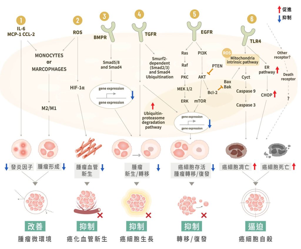 小分子褐藻醣膠的六大抗癌機制圖解